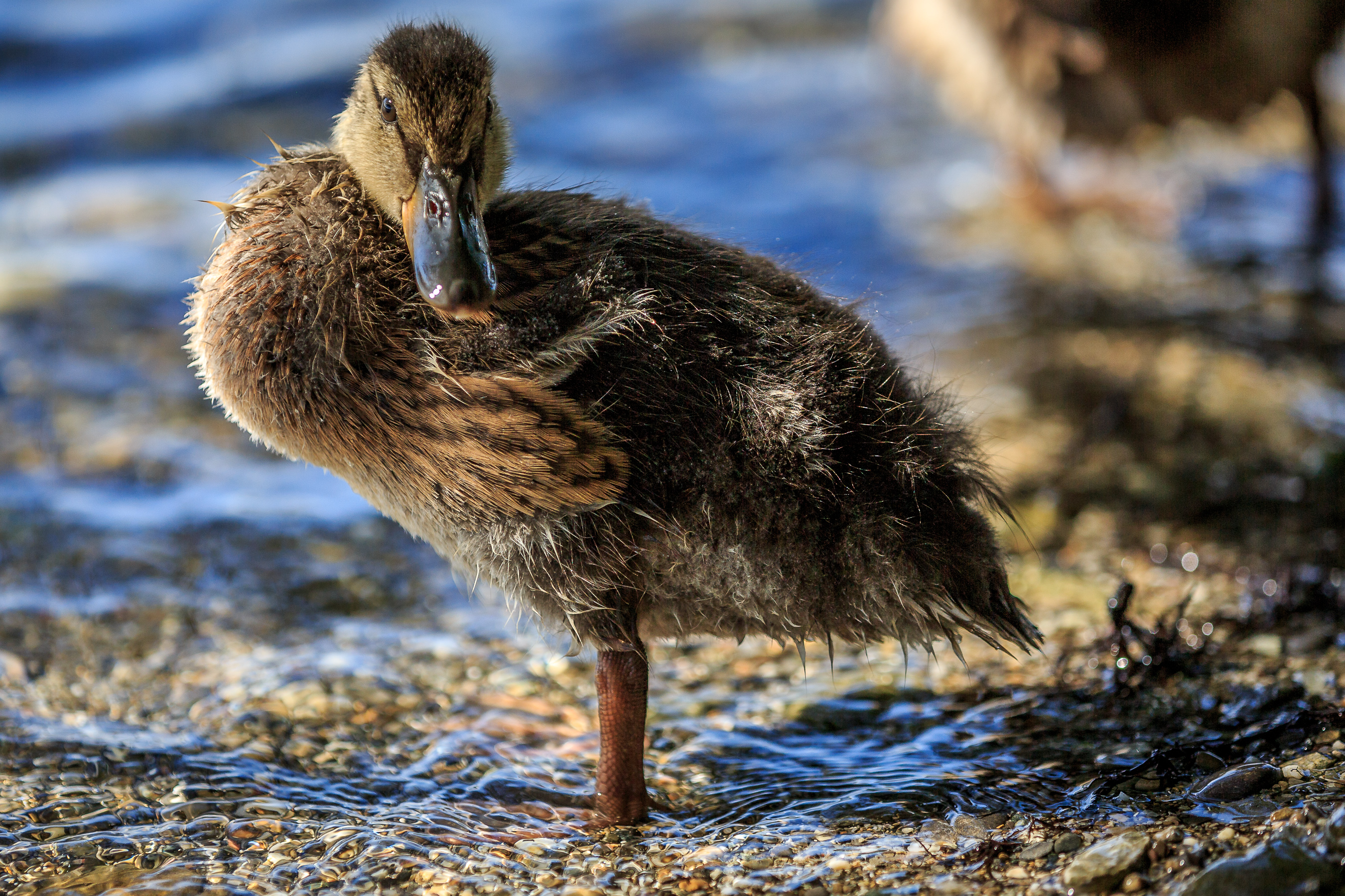 Time Captures Rhine River Time Captures